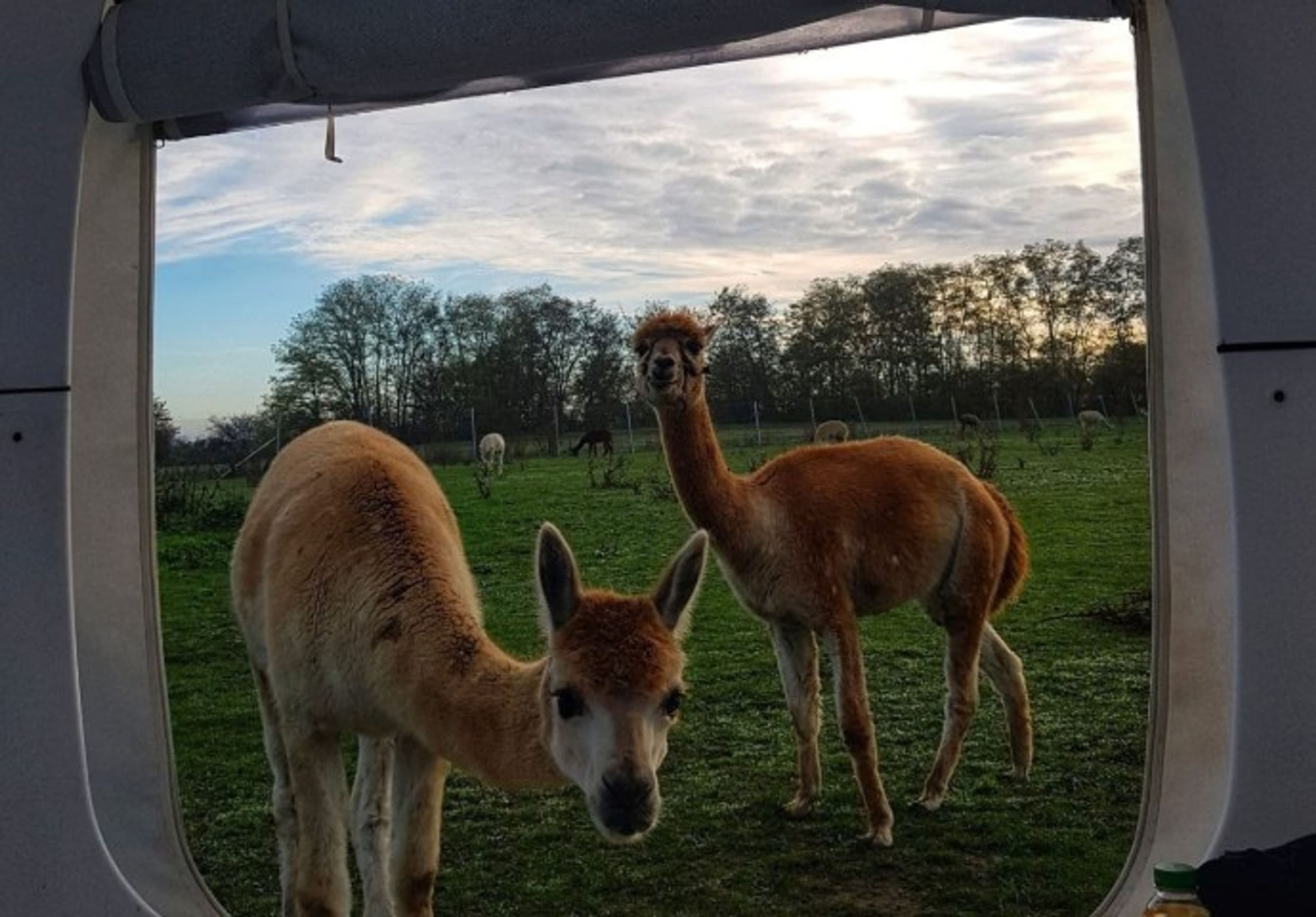 Alpaka Dream Unique Stay - Cube - Image 3